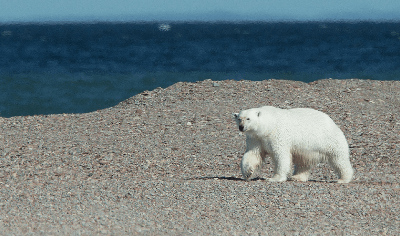 Nunavut/Kanada – Arctic Watch Lodge – Belugawal-Beobachtung