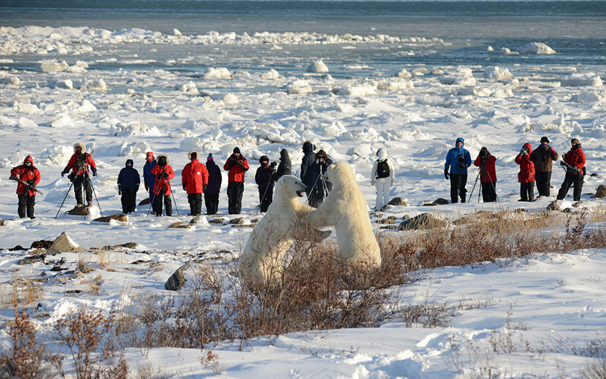 Churchill/Kanada – Dymond Lake Ecolodge / Seal River Lodge / Nanuk Polar Bear Lodge – Eisbärenbeobachtung im Herbst
