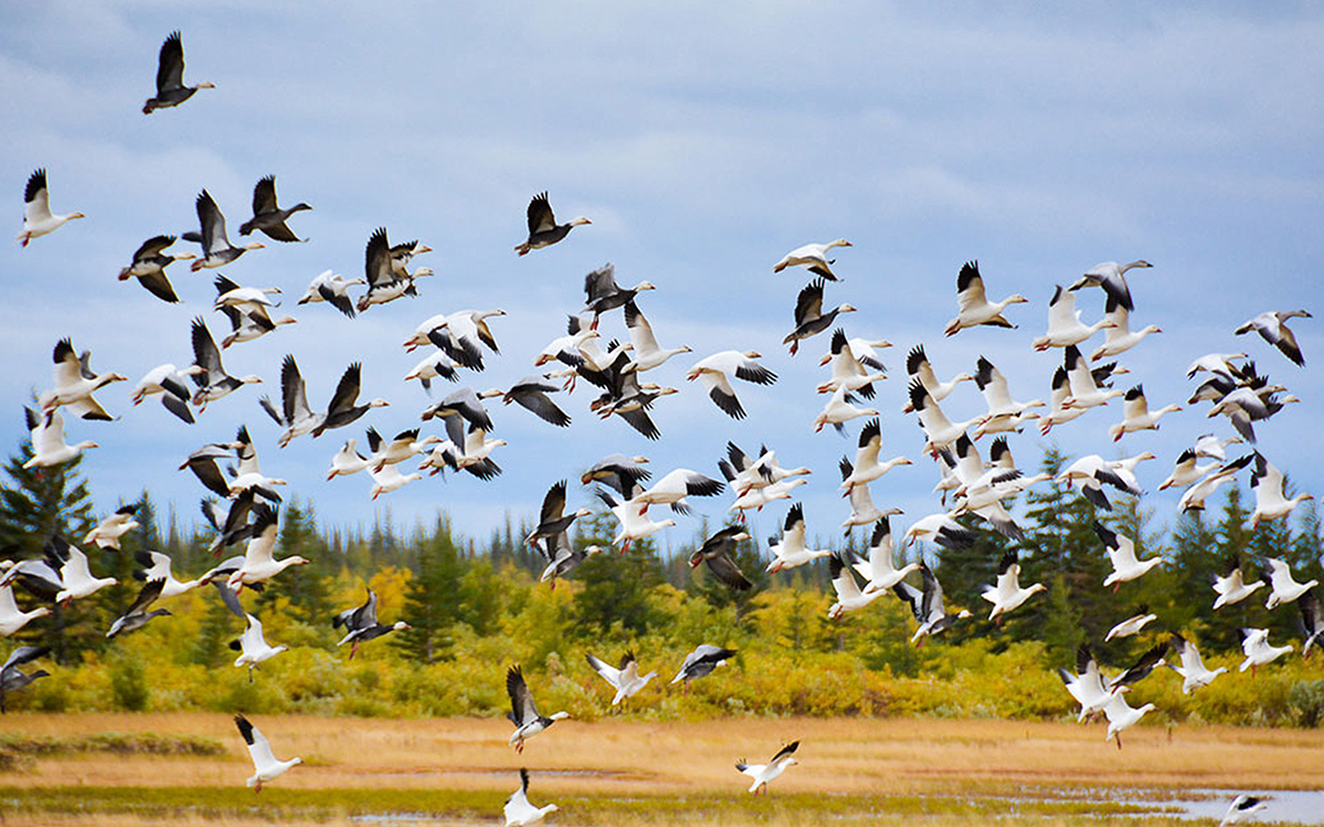 Churchill/Kanada – Nanuk Lodge/Seal River Lodge – Eisbärenbeobachtung im Sommer