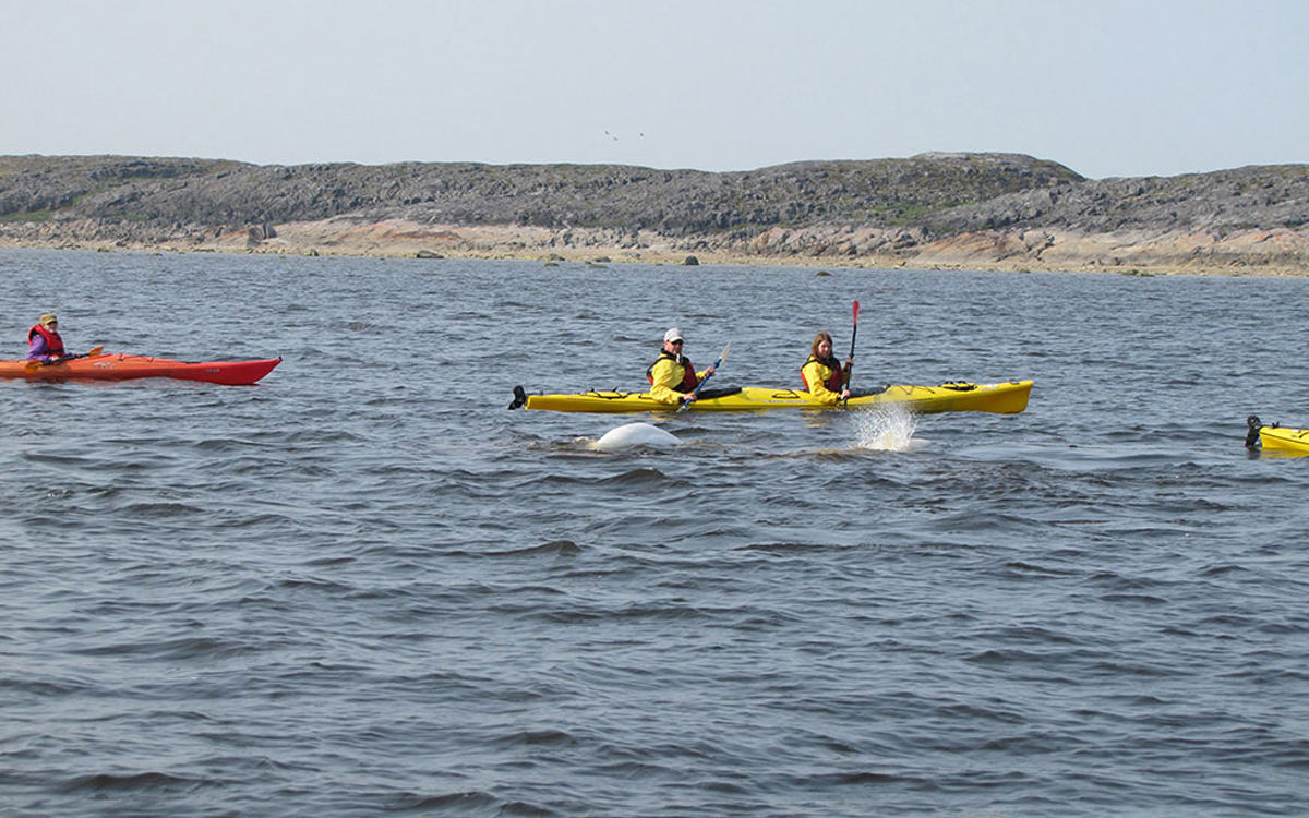 Churchill/Kanada – Nanuk Lodge/Seal River Lodge – Eisbärenbeobachtung im Sommer