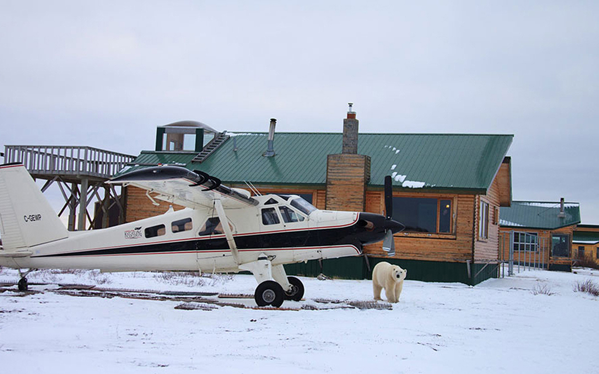 Churchill/Kanada – Nanuk Lodge/Seal River Lodge – Eisbärenbeobachtung im Sommer