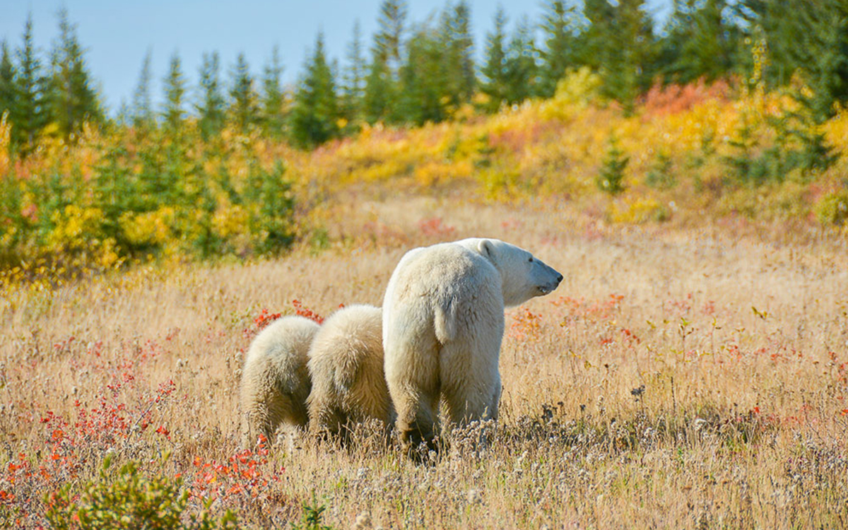Churchill/Kanada – Nanuk Lodge/Seal River Lodge – Eisbärenbeobachtung im Sommer