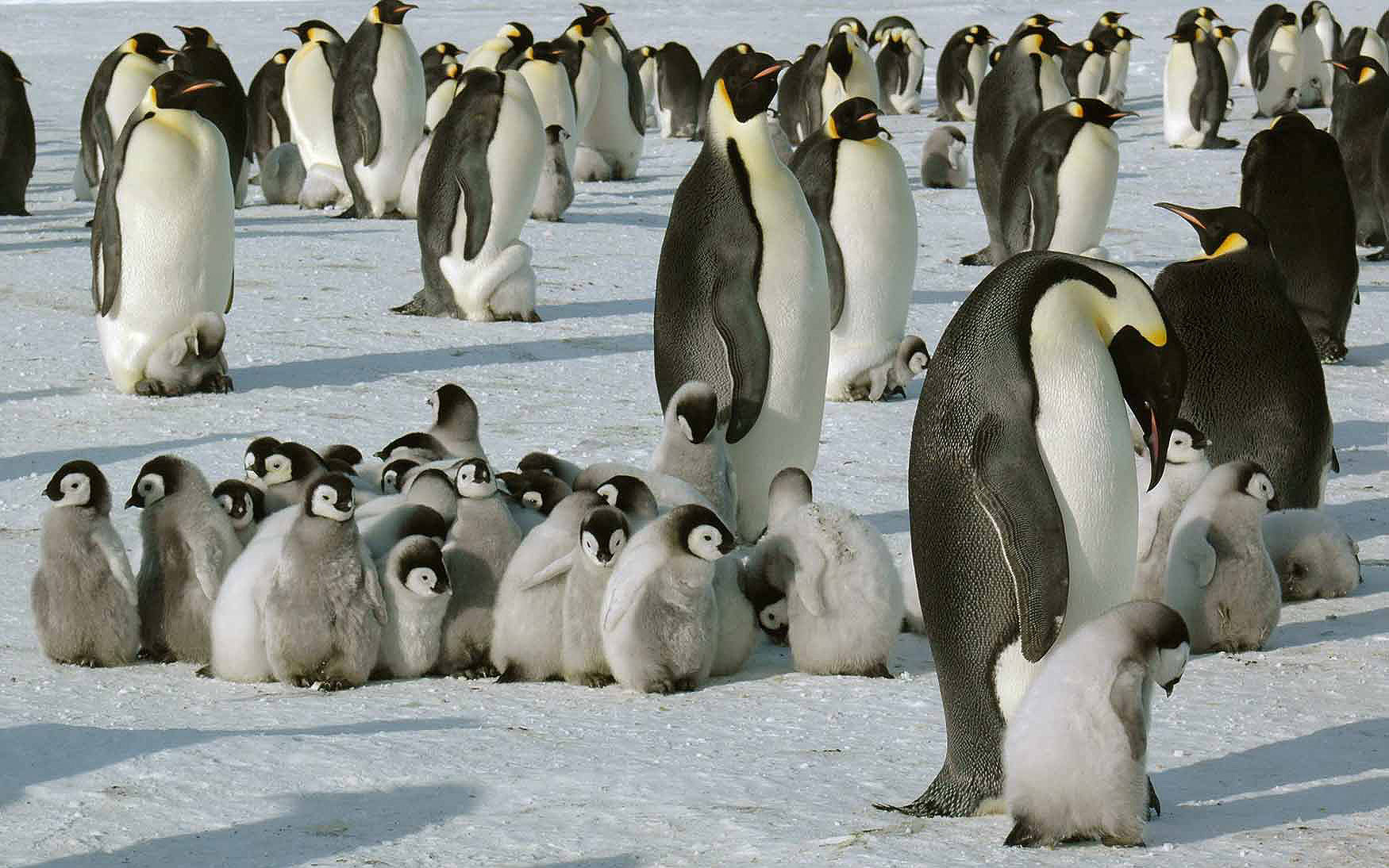 Innere Antarktis – Kaiserpinguinbeobachtung & Bergsteigen ex Südafrika