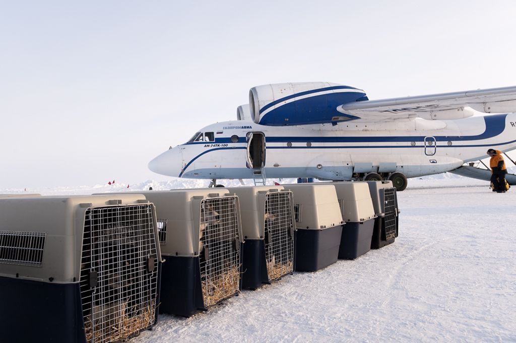 Nordpol per Hundeschlitten ex Murmansk (last degree)