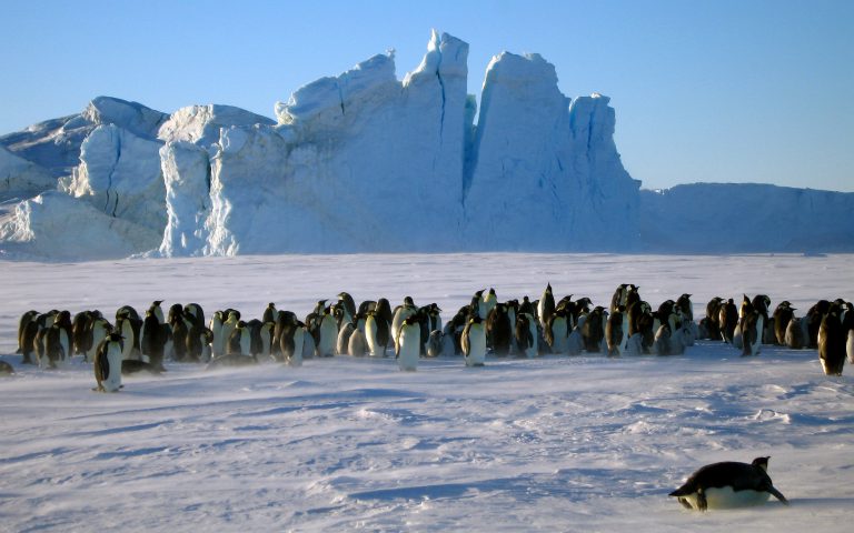 Innere Antarktis - Kaiserpinguinbeobachtung