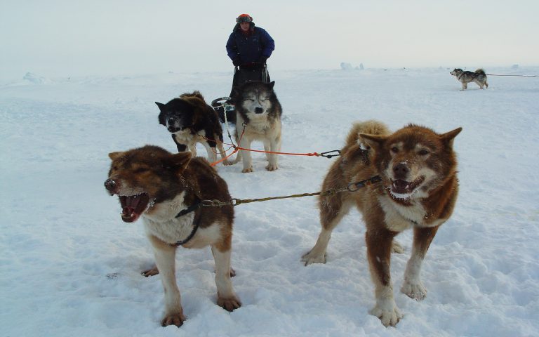 Nordpol per Hundeschlitten