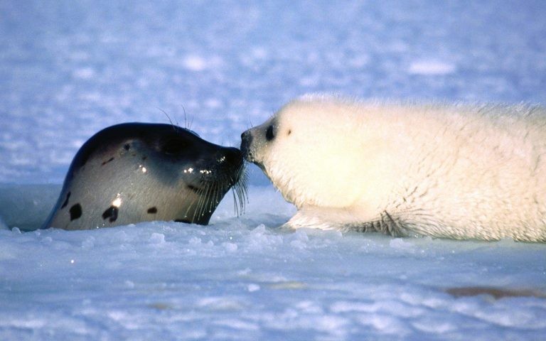 Robbenbaby-Beobachtung Weißes Meer