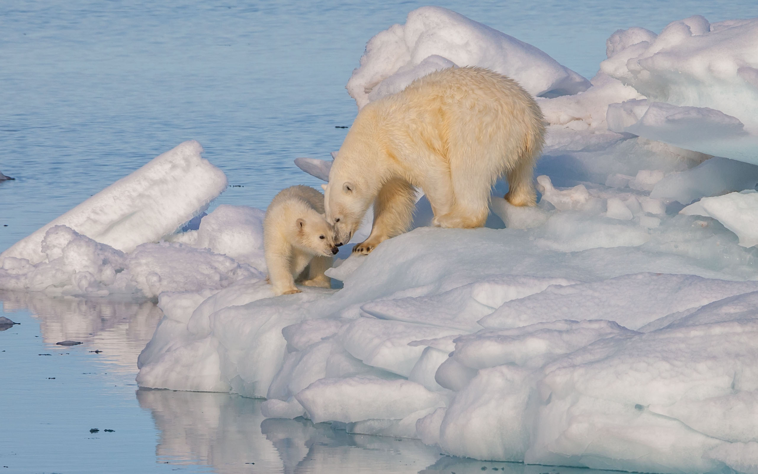 Svalbard - Polarbären